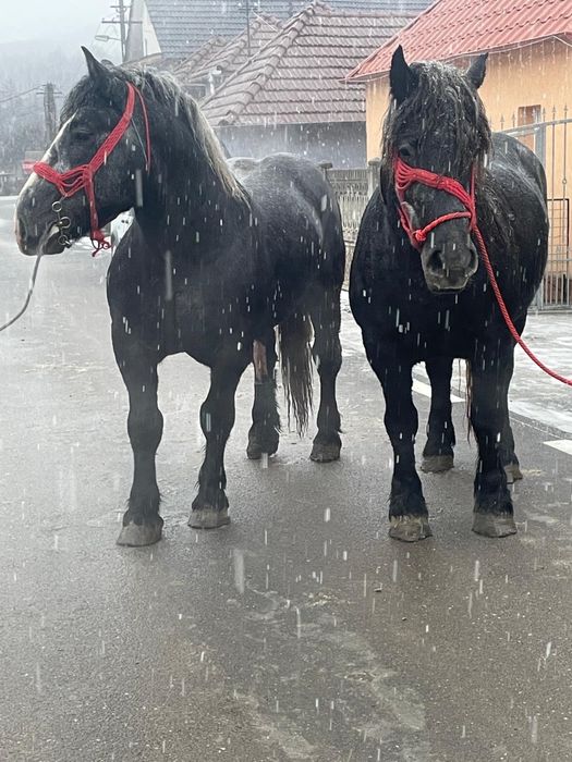 Mânz și mânză de vânzare