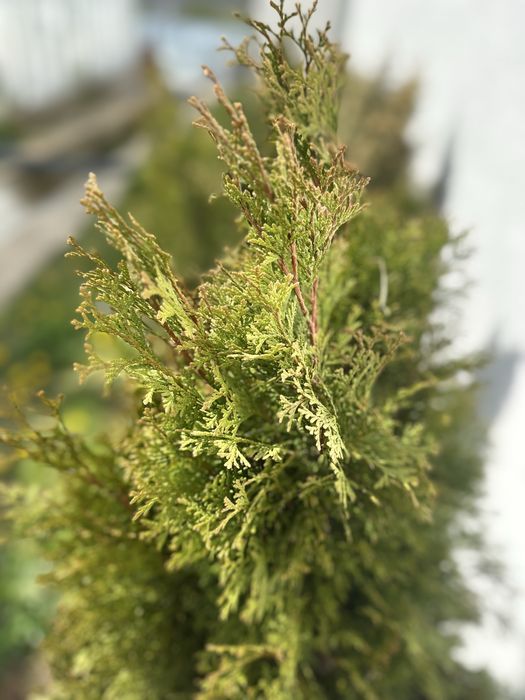 Туя Смарагд 80–140 см – гъсти и здрави растения