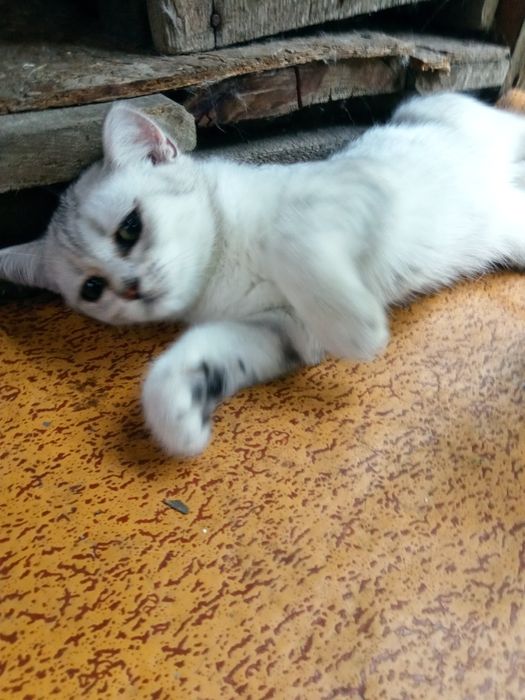 Котенок серебро  британка страйт