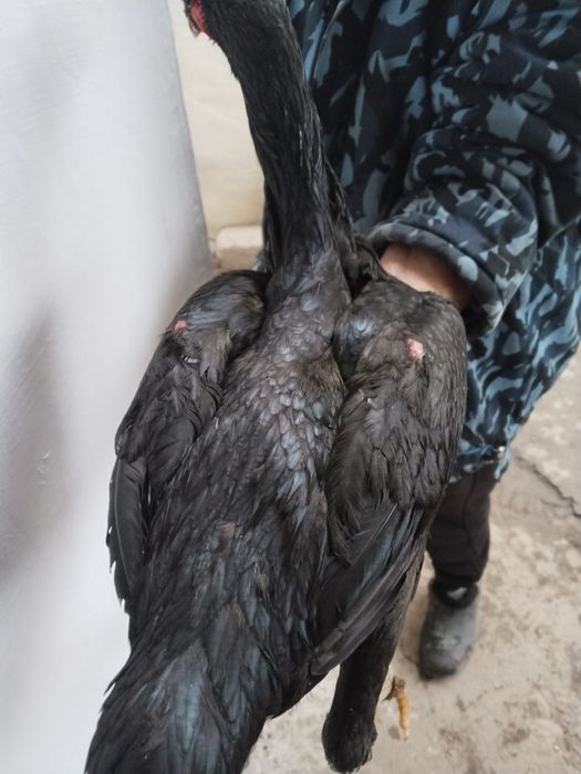 Dakan joja tovu uzun yirik narsa ota onasiyam toza narsala bogan