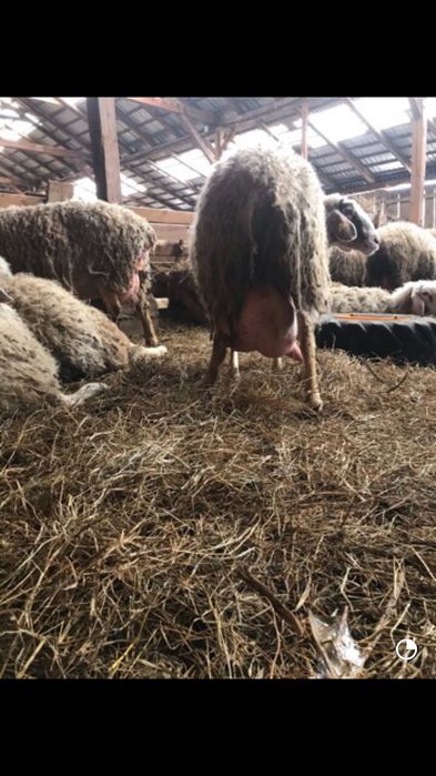 Se vând Mielute Assaf