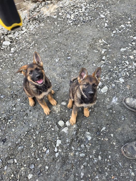 Disponibili 2 catei