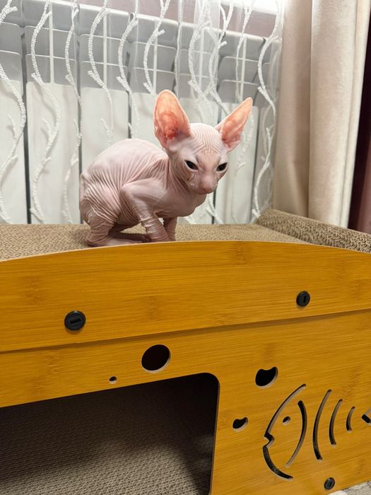 Продам кота сфинкс
