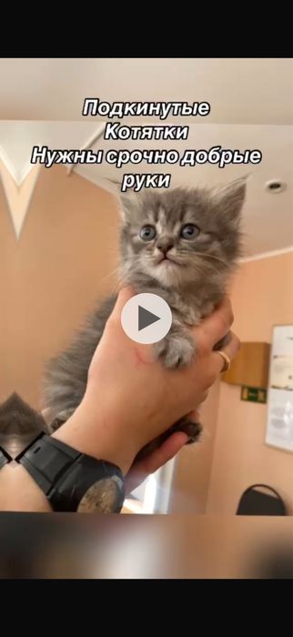Отдам даром котят