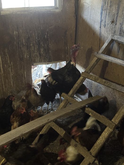 Продам птицу, индюков, кур, петухов