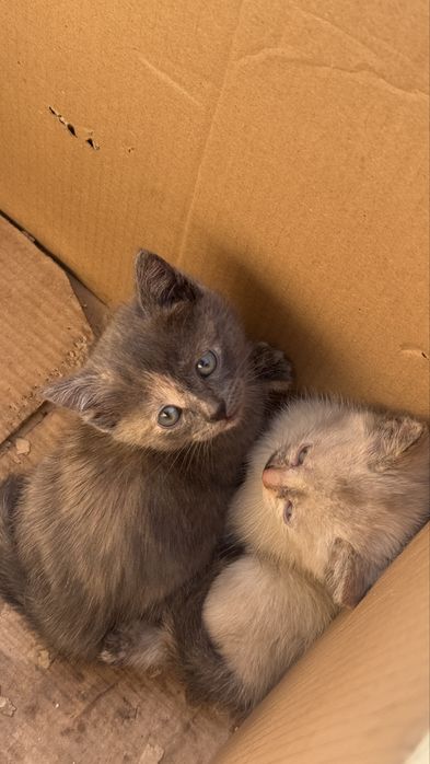 Котят породный 3 шт