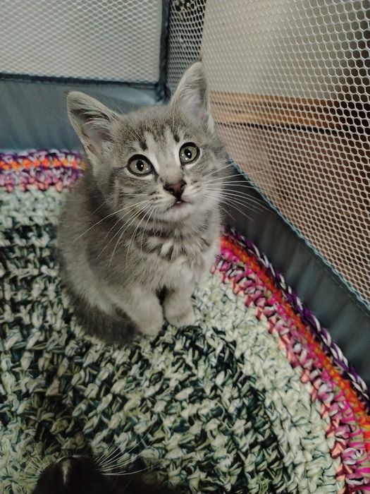 Отдам котят в хорошие добрые руки