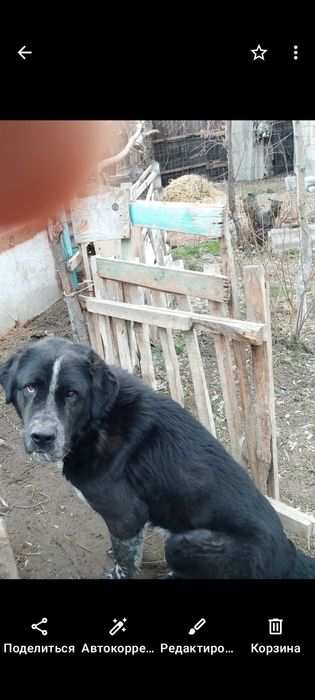 Отдам собаку в хорошие руки