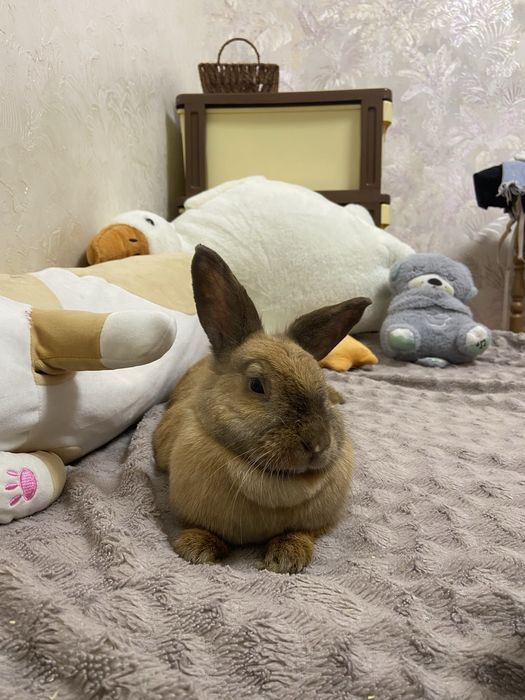 Продам кролика, мальчик