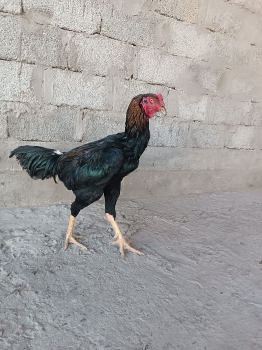 Бойцовский петух