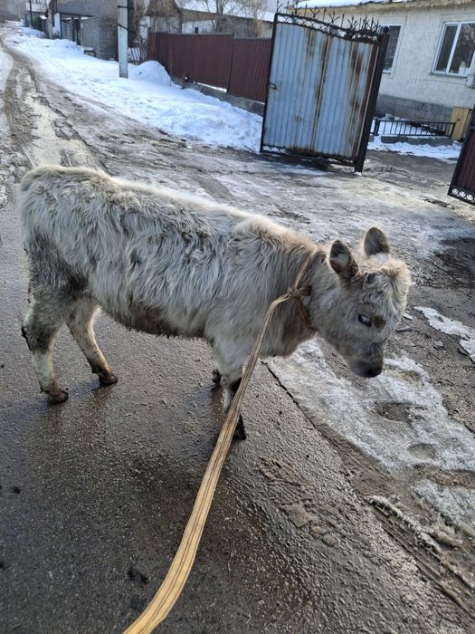 Продам телку и бычка срочно