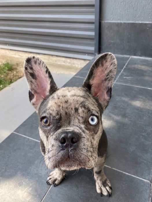Pet sitting/Pet boarding
