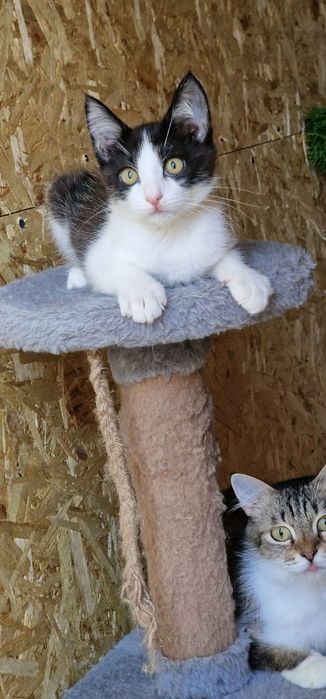 Котик Вася ищет семью