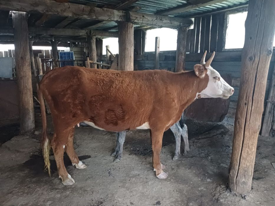 Продам корову

Корова молодая, 1 раз телилась.