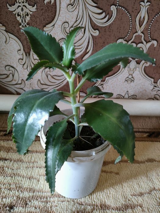 лечебное каланхоэ, алоэ. доставка