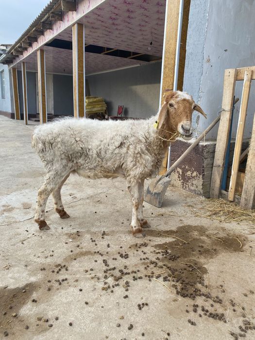 Қойлар сатылады қозылы қойыда бар