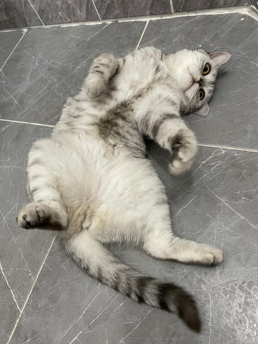 Шотландский вислоухий кот