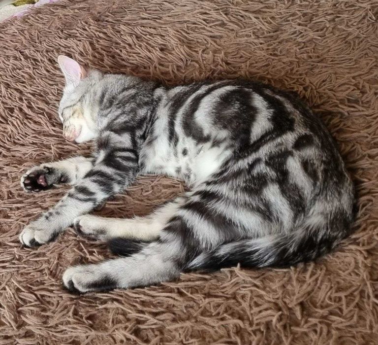 Котенок в добрые руки
