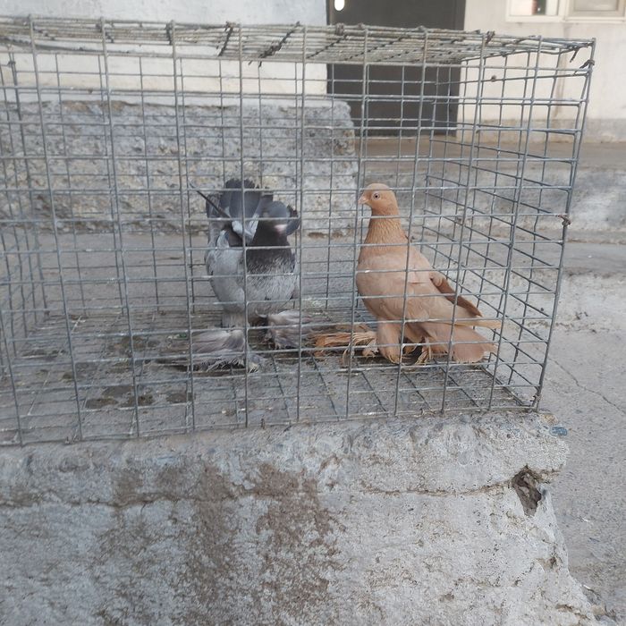 Челкар голубка лохманоги