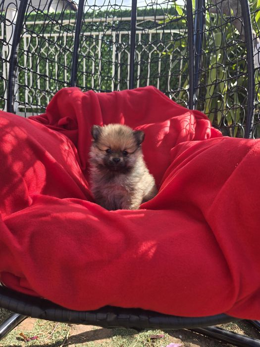 Померан Померанче