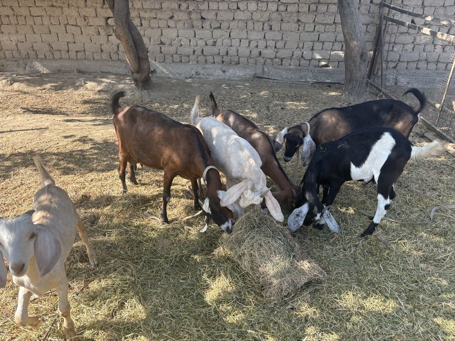 2 теке мен ешкілер сатылады