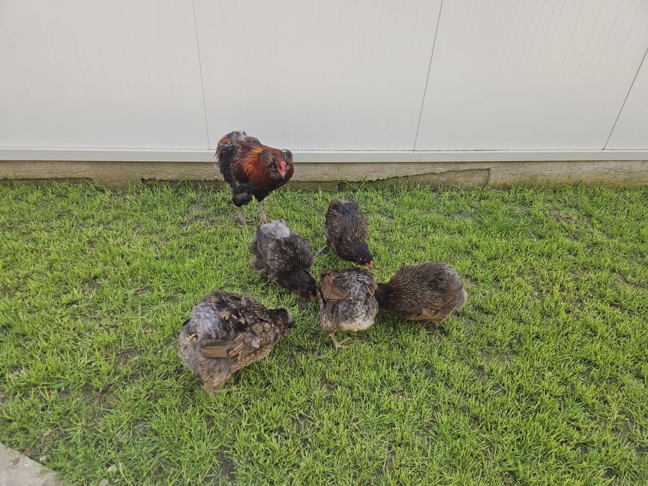 Ouă pentru incubat Araucana
