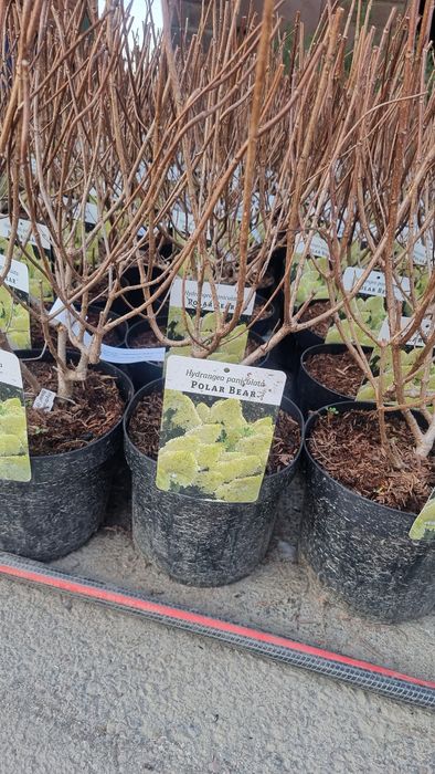 Туи ели гортензии яблони газон