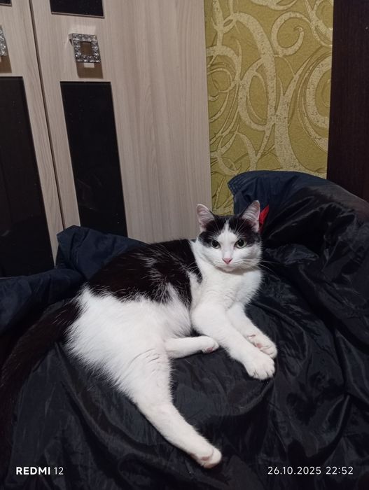 Отдам кошку в добрые руки