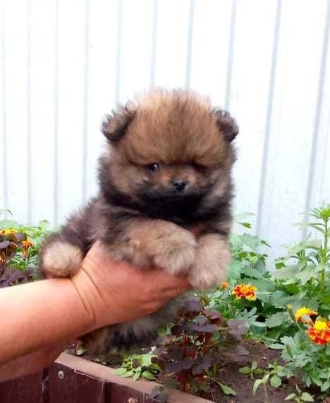 Продаются щенки шпица