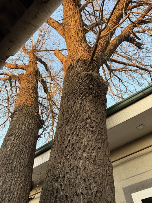 Дубовое дерево ,дерево дуб