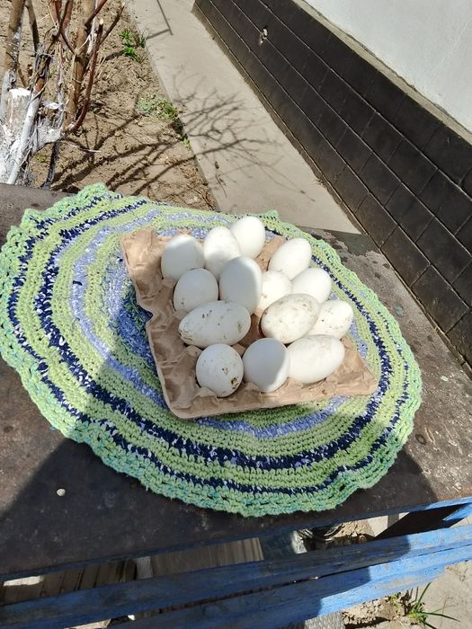 Инкубационные гусиные яйца