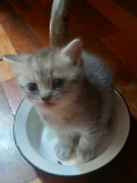 Котята шотландцы