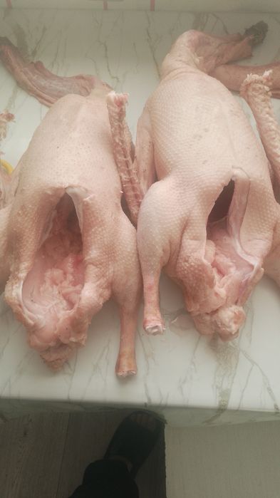 Продам гусей домашних