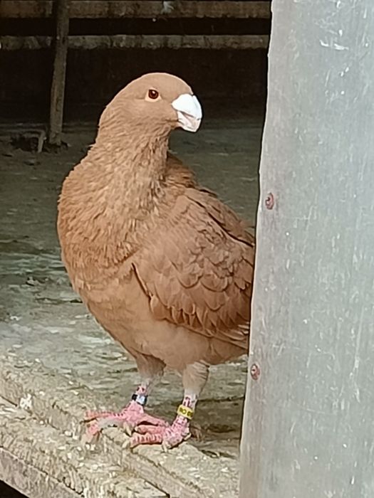 Porumbei voiajori germani / simi