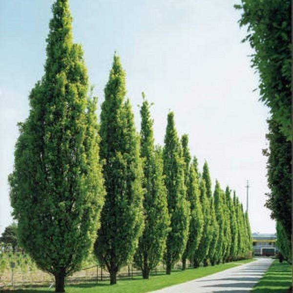 Тополя пирамидальные