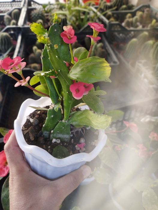 Малочай ва опунция