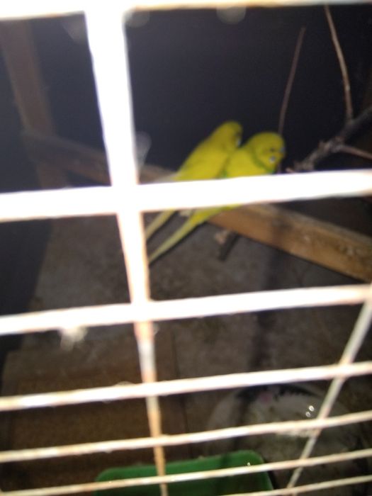 Valnisty qushlar sotiladi 1 juft Taylor