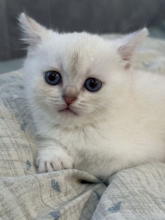 Шотландский котенок  (скоттиш-страйт.)