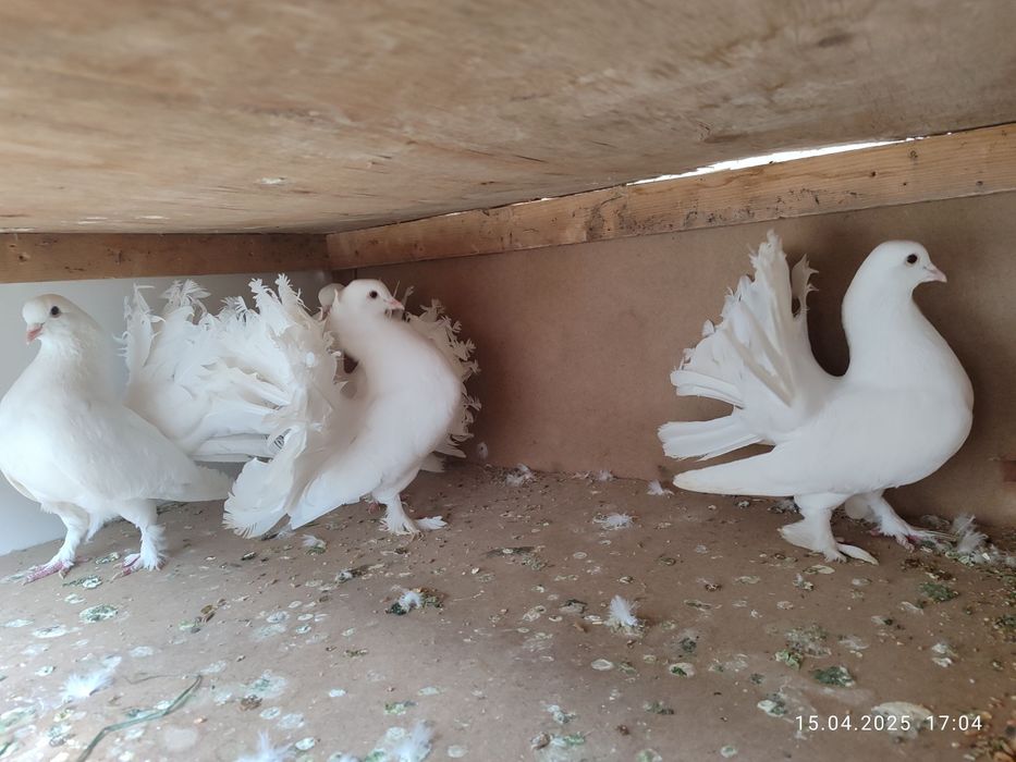 Павлин кабутарлари оптом сотилади 7 дона...