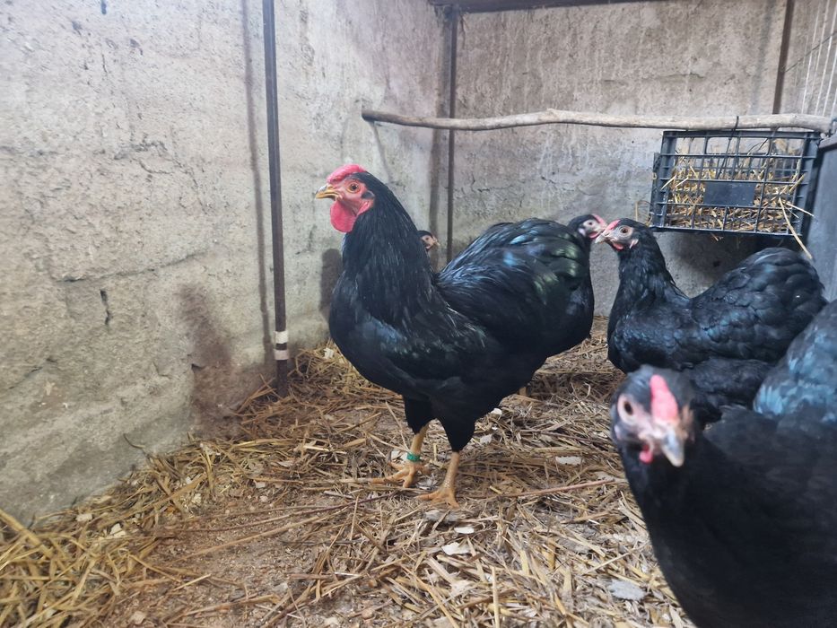 Wyandotte pitic negru