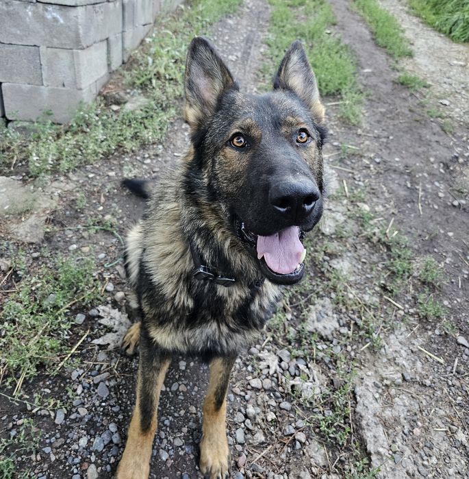 Рабочие линии. Вязка. Немецкая овчарка