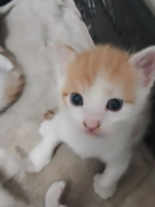 Отдадим котенка в добрые руки
