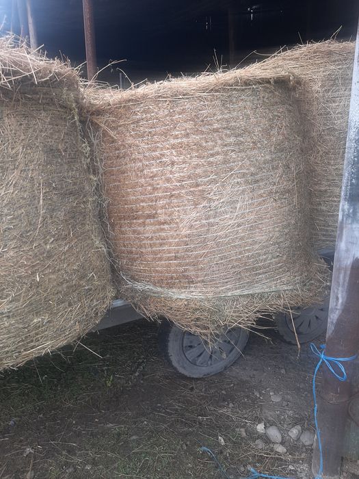 Baloti lucerna rotunzi și dreptunghiulari