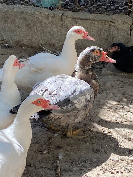 Индоутка ко́к ранглиси сотилади