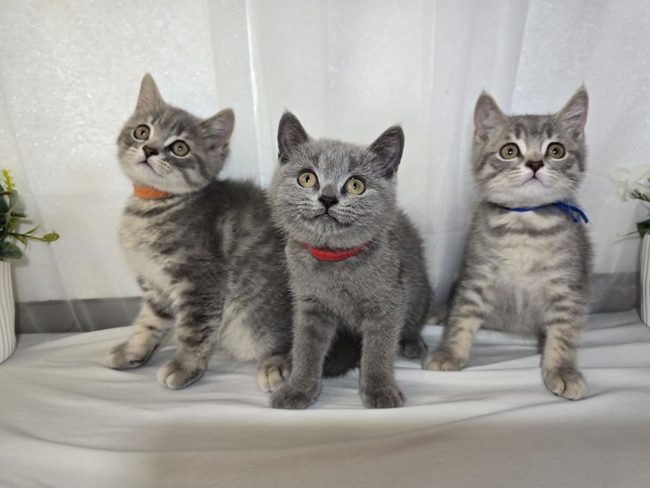Шотландски Британски котенца