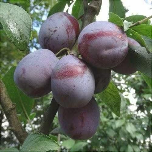 SUPEROFERTA!Prune BIO_pret promotional