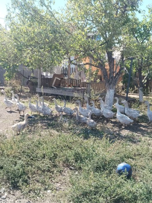 Продам Гусей и уток