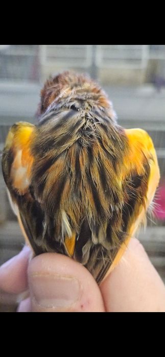 Канарейка нарлар.