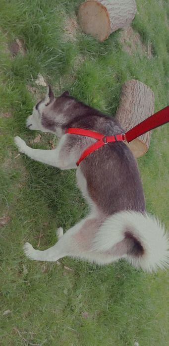 Vând Husky Siberian rasă pură