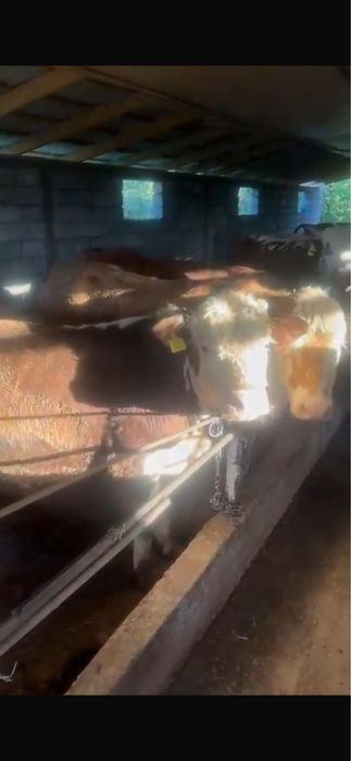 Продам Быков СРОЧНО !!!